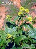 Brassica nigra